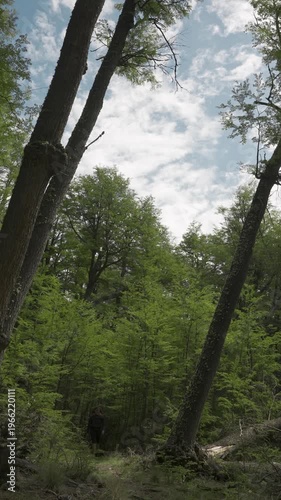Front view of hiker with a backpack walking through a dense forest under a bright sun