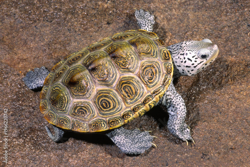 Diamondback Terrapin, Malaclemmys terrapin terrapin, white background.