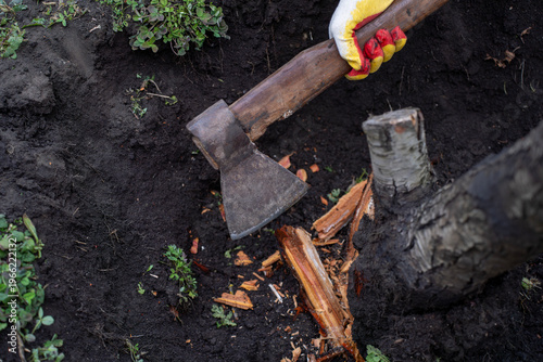Axe embedded in tree root with wood chips scattered on soil, closeup of cutting process during stump removal in garden.