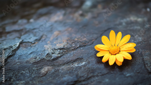 A vibrant yellow flower resting gracefully on a textured stone surface, symbolizing nature's beauty and resilience.