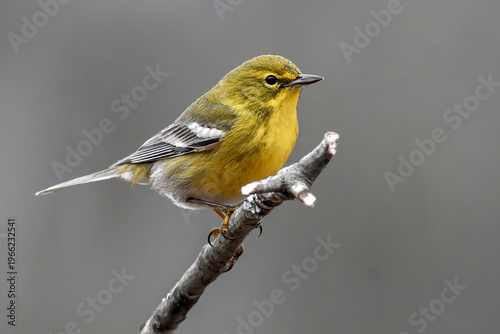 Obraz na plátně Goldfinch