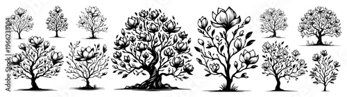 Blooming magnolia tree collection, hand drawn spring flowering trees set, garden botanical nature illustration vector