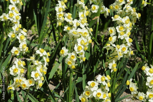 Clustered White and Yellow Daffodils in Spring Garden
