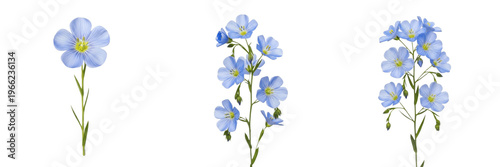 Фотография Blue flax wildflower isolated on white background Linum perenne perennial flax b