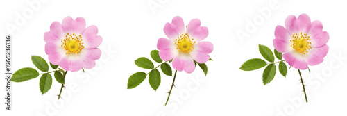 Photos Wild rose wildflower isolated on white background Rosa canina dog rose pink rose