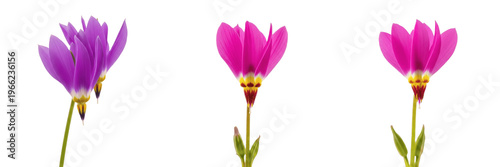 Obraz na płótnie Shooting star wildflower isolated on white background Dodecatheon meadia shootin