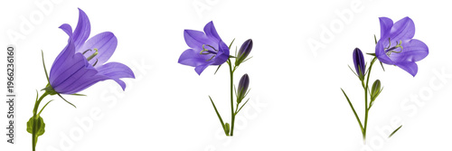 Quadro su tela Harebell wildflower isolated on white background Campanula rotundifolia blue bel