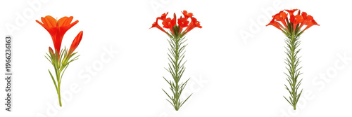 Tableau sur toile Scarlet gilia wildflower isolated on white background Ipomopsis aggregata skyroc