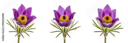 Canvastavla Pasque flower wildflower isolated on white background Pulsatilla vulgaris pasque