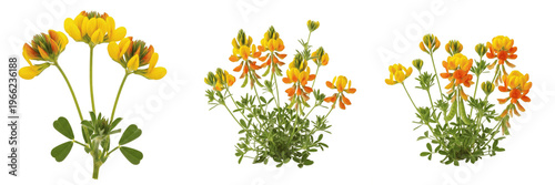 Foto Bird's-foot trefoil wildflower isolated on white background Lotus corniculatus b