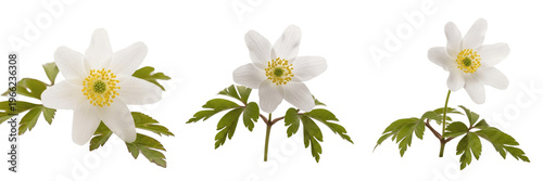 Φωτογραφία Wood anemone wildflower isolated on white background Anemone nemorosa woodland w
