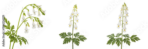 Tableau sur toile Dutchman's breeches wildflower isolated on white background Dicentra cucullaria