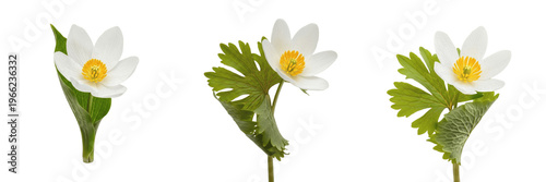 Fotografie Bloodroot wildflower isolated on white background Sanguinaria canadensis bloodro