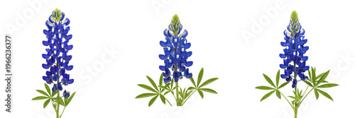 Photos Lupinus texensis wildflower isolated on white background Texas bluebonnet lupinu