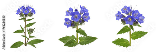 Canvastavla Desert bluebell wildflower isolated on white background Phacelia campanularia de