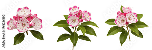 Mountain laurel wildflower isolated on white background Kalmia latifolia mountain laurel pink white cluster flower evergreen shrub macro botanical specimen woodland plant studio cutout high resolution