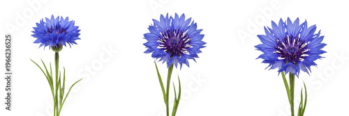 Cornflower wildflower isolated on white background Centaurea cyanus bachelor button blue cornflower field bloom macro botanical specimen studio cutout high resolution floral stock image