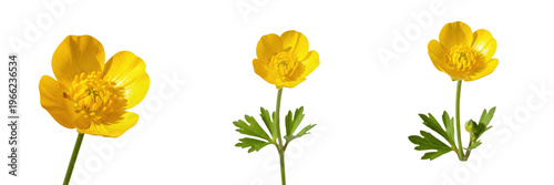 Bild auf Leinwand Buttercup wildflower isolated on white background Ranunculus acris meadow butter