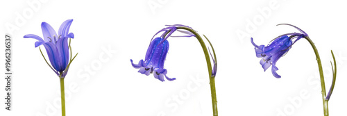 Foto Bluebell wildflower isolated on white background Hyacinthoides non scripta Engli