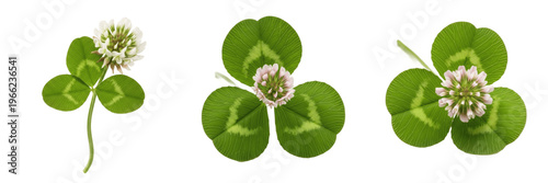 Clover wildflower isolated on white background Trifolium pratense red clover white clover trifolium flower head macro botanical specimen nitrogen fixing plant studio cutout high resolution image