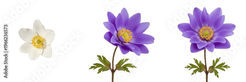 Canvastavla Anemone wildflower isolated on white background Anemone nemorosa wood anemone wi