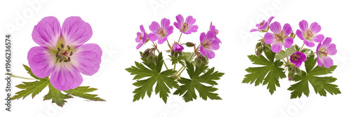 Obraz na plátně Wild geranium wildflower isolated on white background Geranium maculatum spotted
