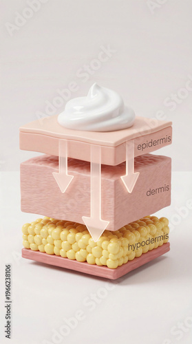 Detailed illustration of human skin structure showing layers, hydration, and cream absorption for skincare study
