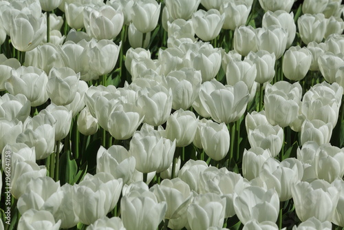 Dense Field of White Tulips in Spring Bloom