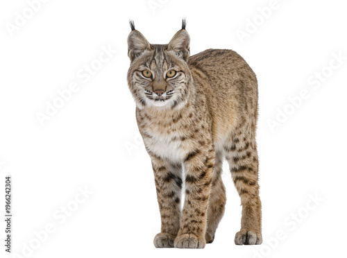 Photos Isolated bobcat standing gracefully, looking intently at camera, with distinctiv