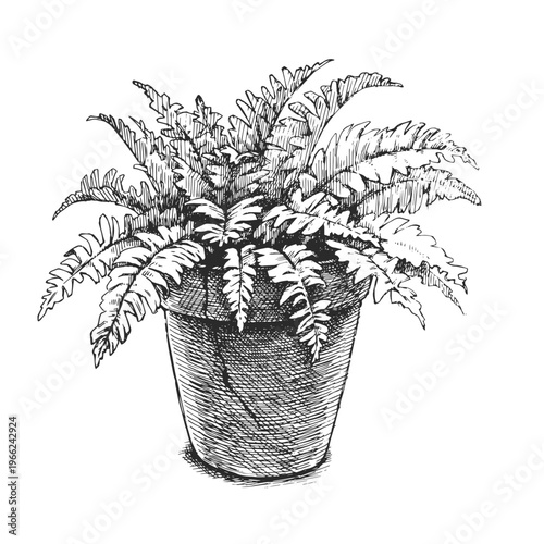 Cracked Clay Pot Fern Vector Hand Drawn Terracotta Planter Sketch Abandoned Greenhouse Plant Broken Flowerpot Rustic Garden Decor
