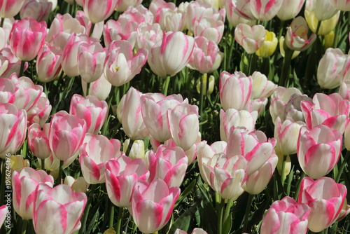 Pink and White Tulip Pattern in Spring Garden