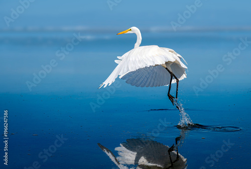 Great egret taking off from shallow water with wings spread and reflection on blue background
