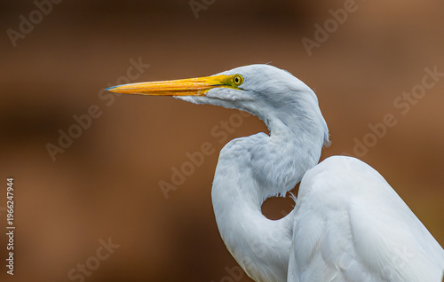 Great egret portrait with curved neck and vivid yellow bill against warm blurred background
