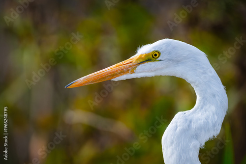 Great egret portrait with curved neck and vivid yellow bill against warm blurred background