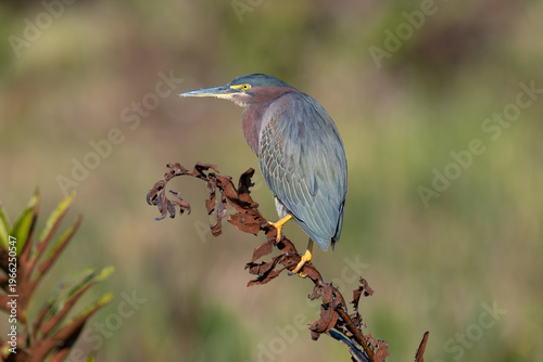 Green heron with clean background is perched on brown spent plant.