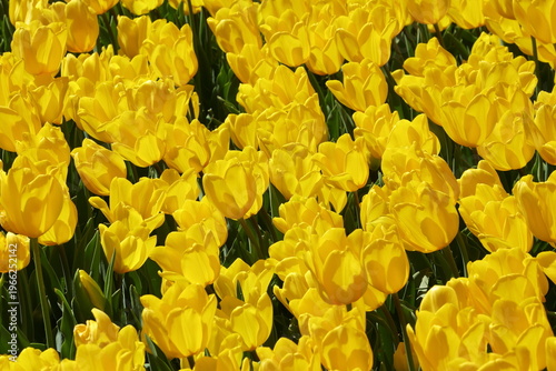 Bright Yellow Tulip Field in Full Spring Bloom