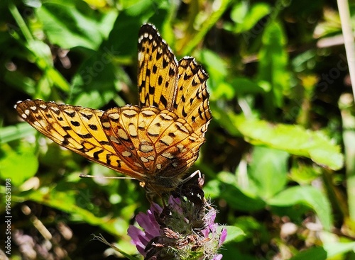 butterfly on a flower