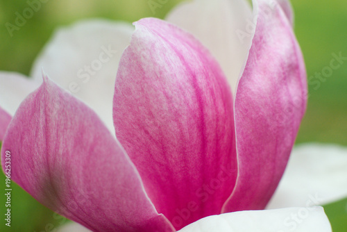 close up of beautiful pink magnolia flowers in the garden