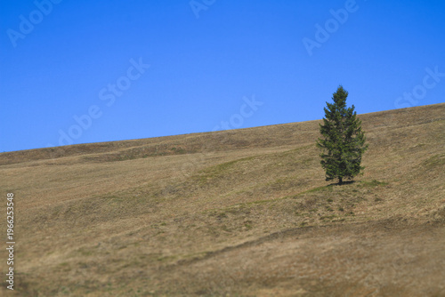 Obraz na plátne Single evergreen fir tree standing on a vast dry mountain slope under clear blue