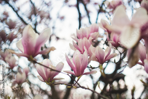 Exquisite pink magnolia blossoms against a soft sky