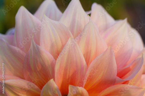 close up of a beautiful Dahlias flower in the garden