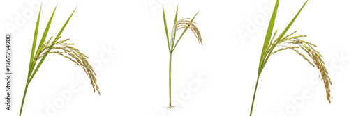 Fotografia African upland rice Oryza glaberrima traditional African rice dryland rice uplan