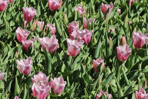 Pink Tulips Emerging Among Green Leaves in Spring