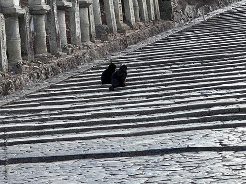 石造りの階段にいる野良猫、黒猫