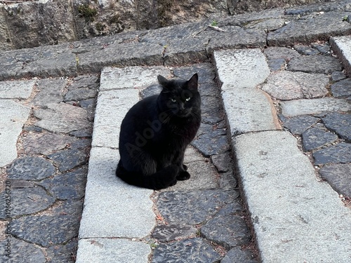石造りの階段にいる野良猫、黒猫