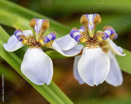 Purple and white irises