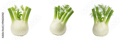 Tableau sur toile Fennel bulb (Foeniculum vulgare) white bulb with green fronds vegetable isolated