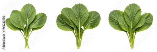 Mustard greens (Brassica juncea) spicy leafy vegetable isolated on white background, fresh mustard leaves produce