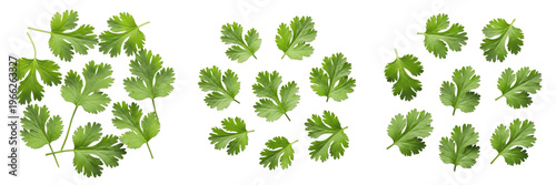 Konstfotografi Cilantro leaves (Coriandrum sativum) fresh coriander green herb leaves isolated