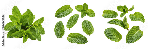 Photography Mint leaves (Mentha spp